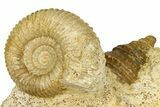 Jurassic Ammonites (Normannites & Oppelia) and a Sea Snail - France #367888-1
